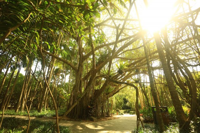 中國(guó)十大著名植物(wù)园排名(中國(guó)十大著名植物(wù)园排行)